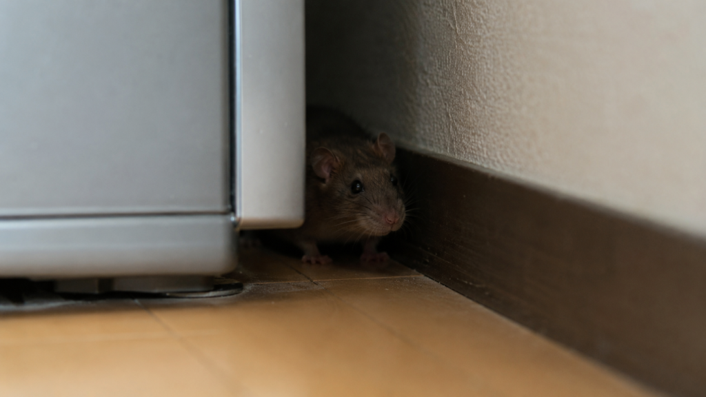 冷蔵庫裏の狭い隙間に隠れるネズミと室内で見失った時の探し方