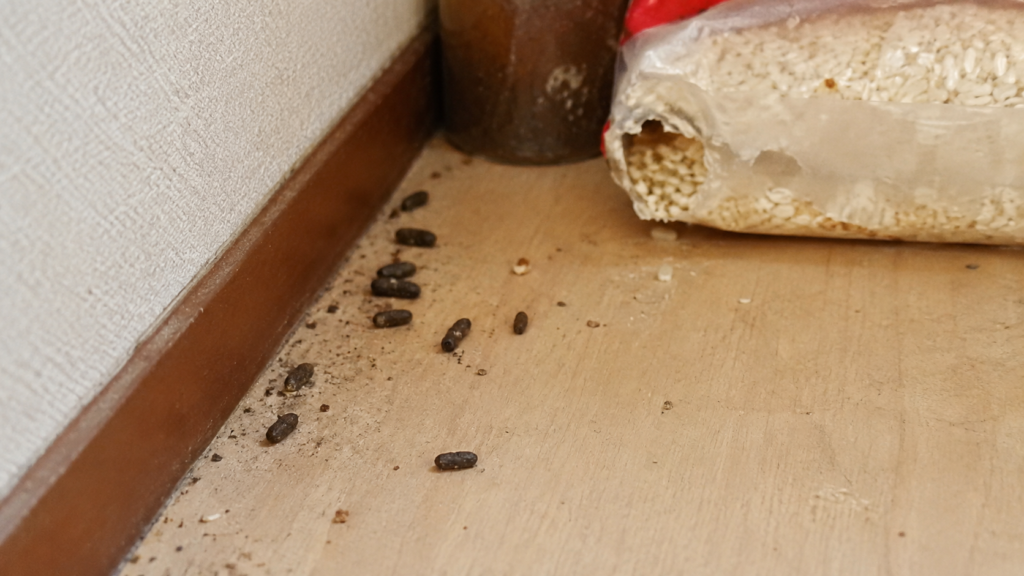 世田谷区の住宅で見つかったネズミのフンと食品袋のかじり跡